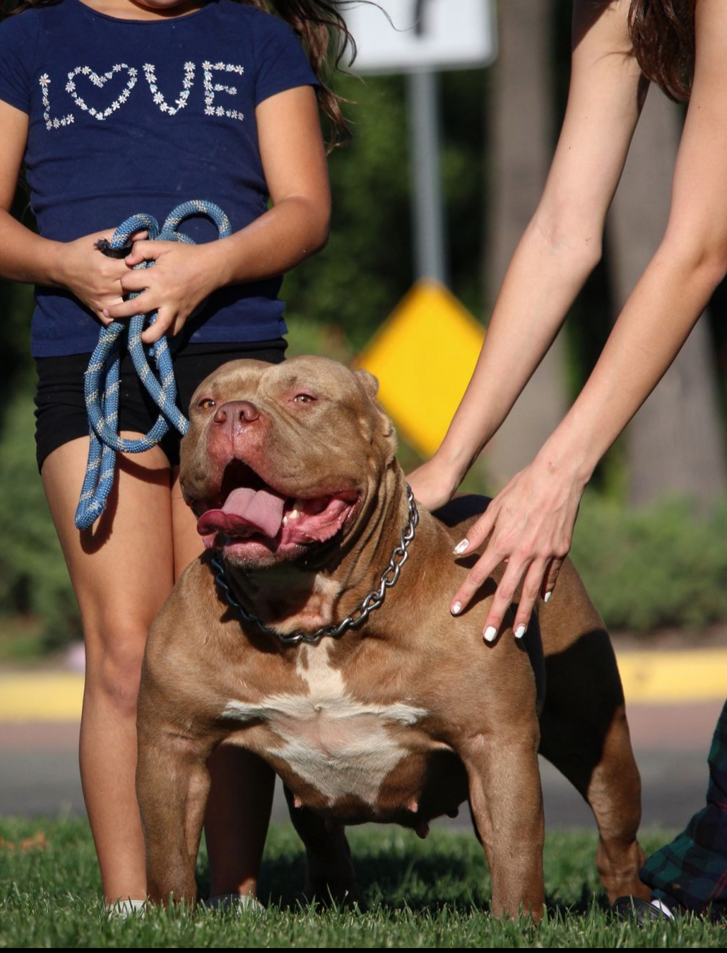 Dog Featured Image