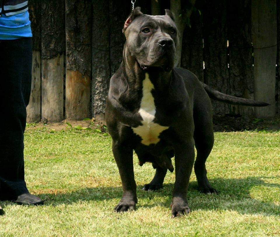 Dog Featured Image