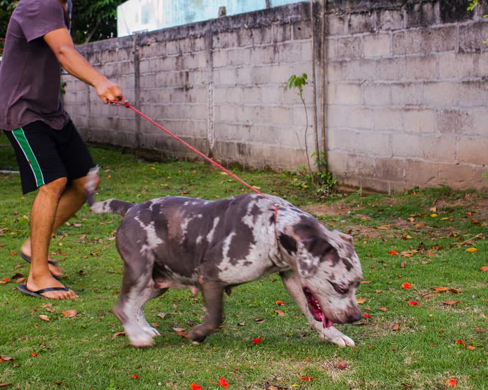 Dog Featured Image