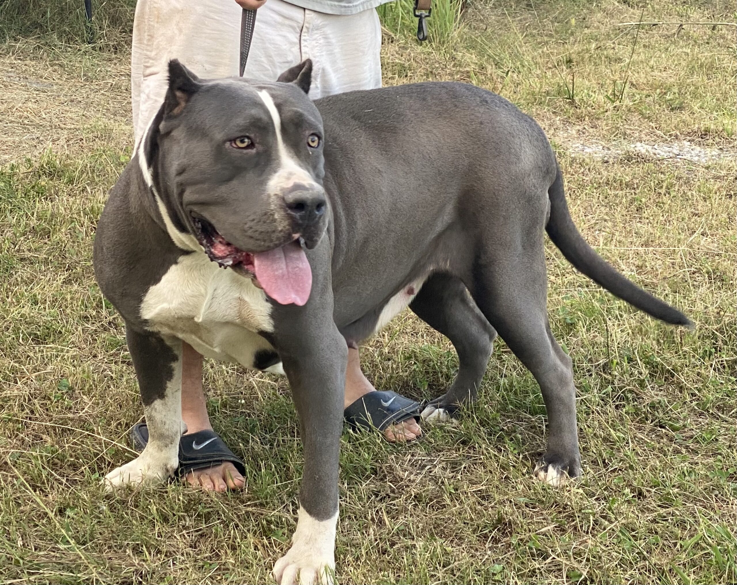Dog Featured Image