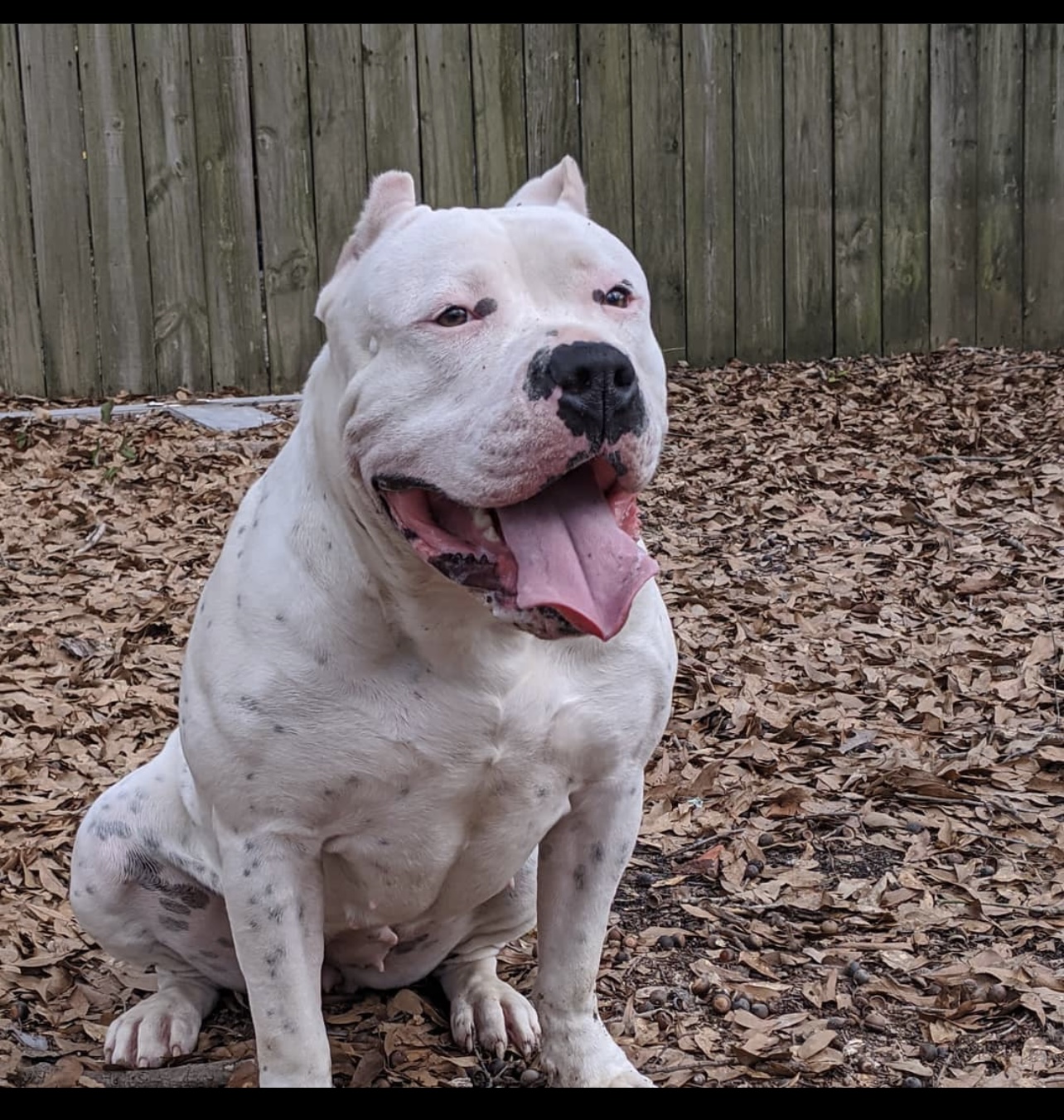 Dog Featured Image