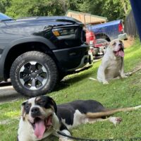 Dog Featured Image