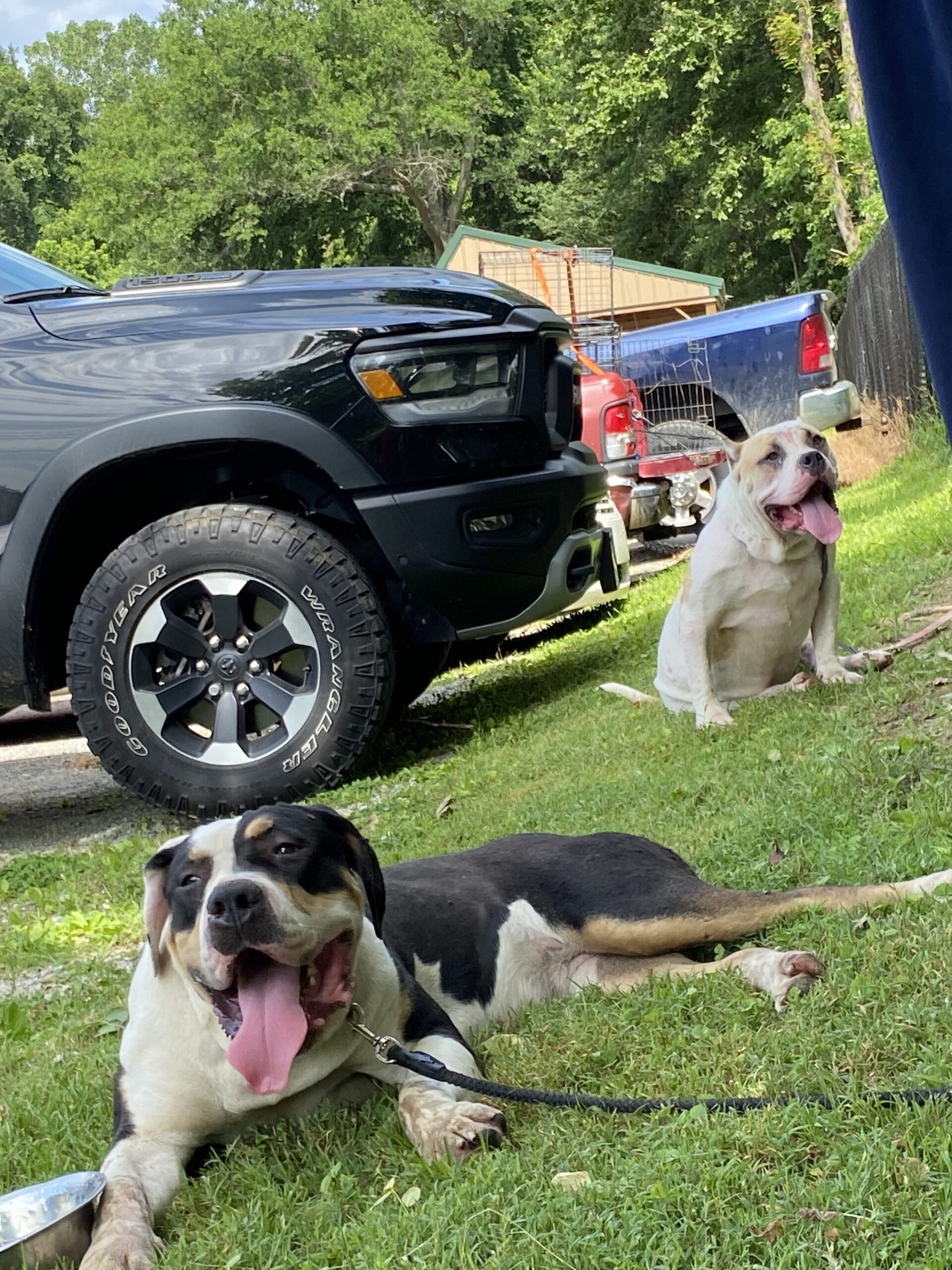 Dog Featured Image