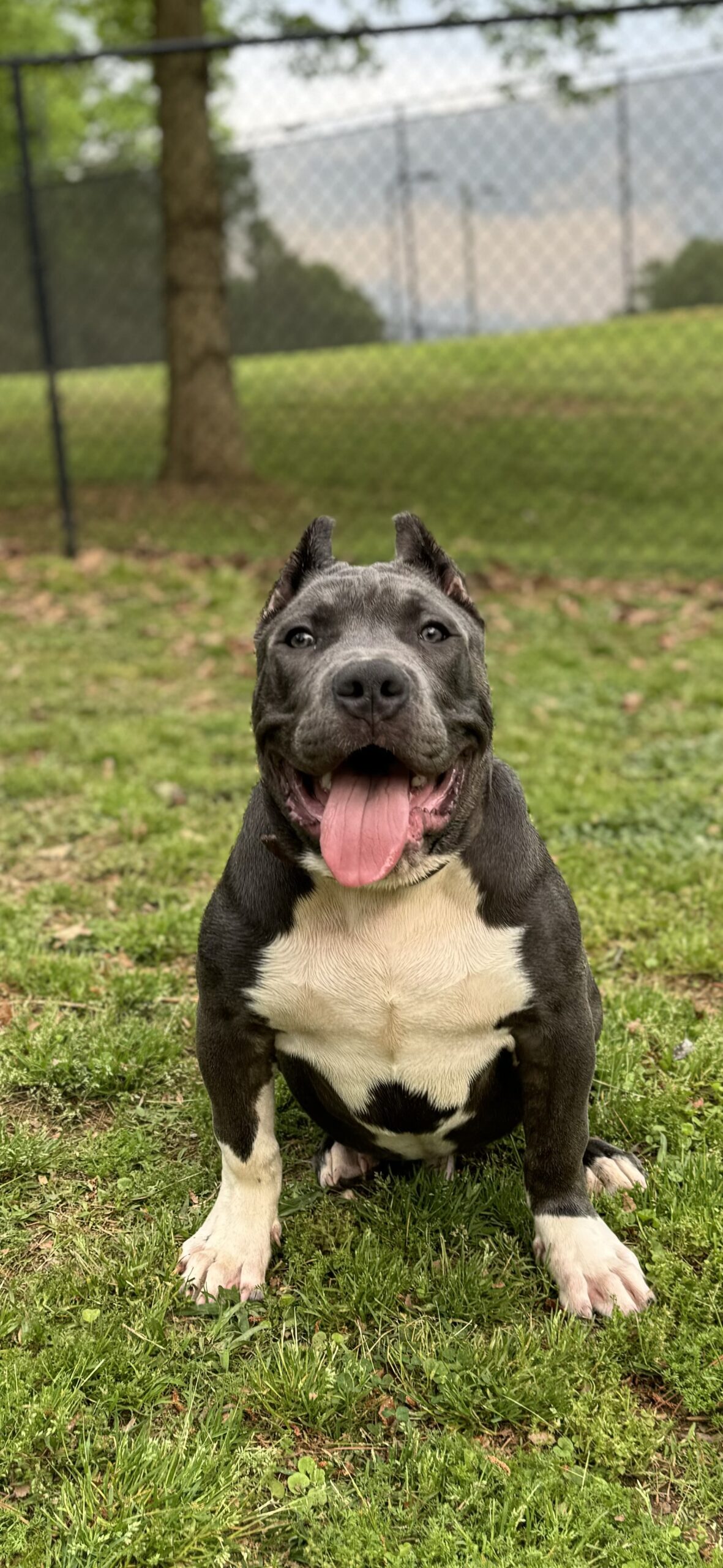Dog Featured Image