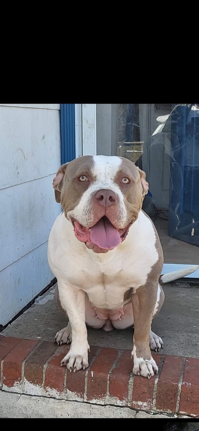Dog Featured Image