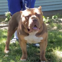 Dog Featured Image