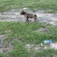 Dog Featured Image