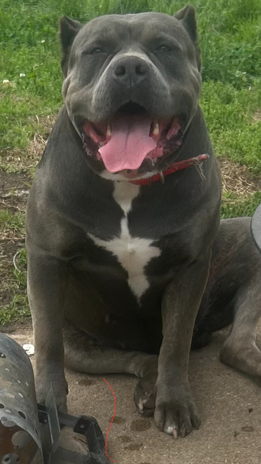 Dog Featured Image