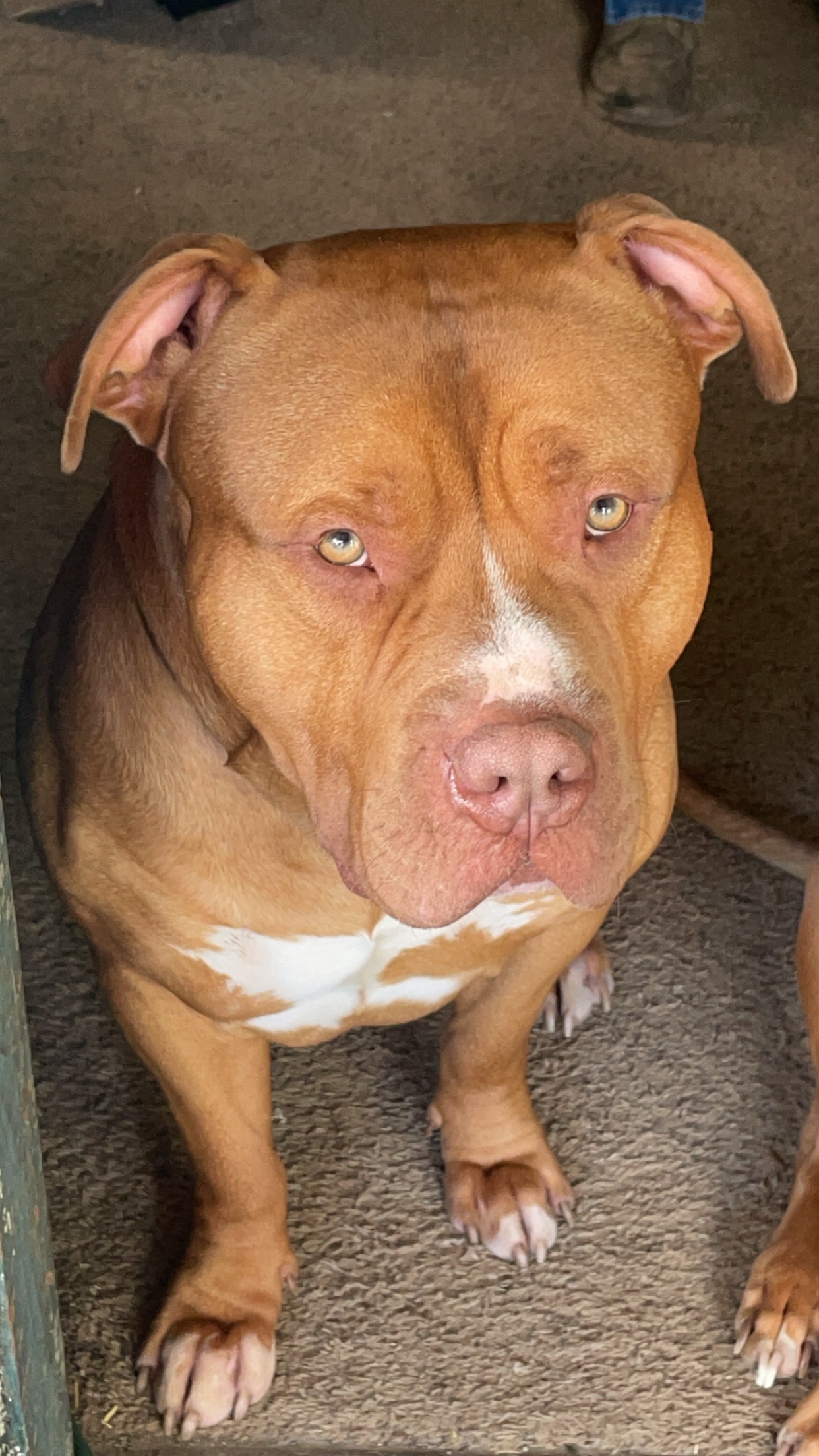 Dog Featured Image
