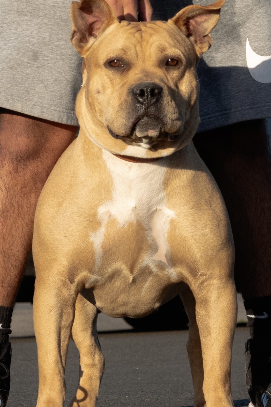 Dog Featured Image