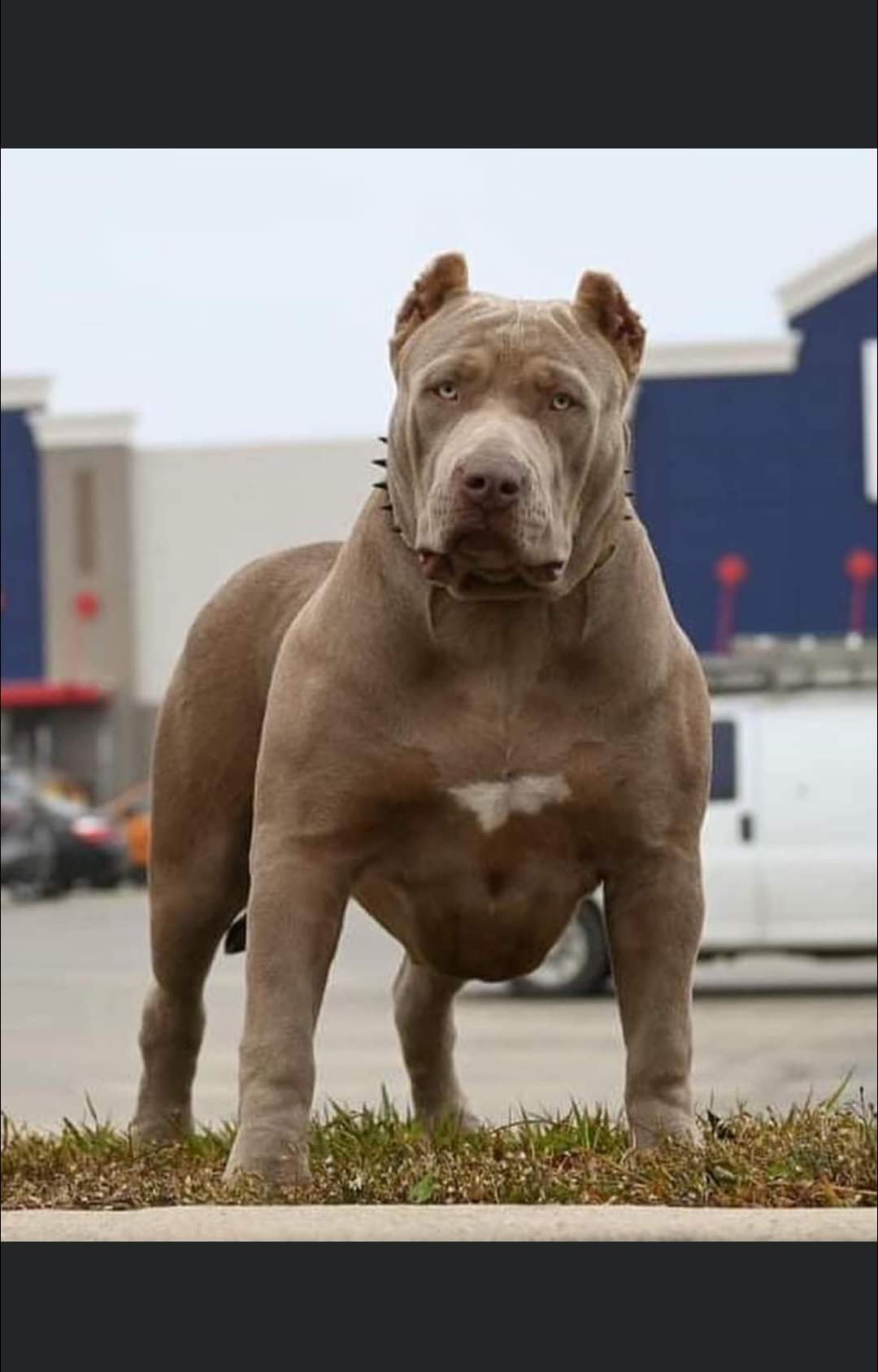 Dog Featured Image