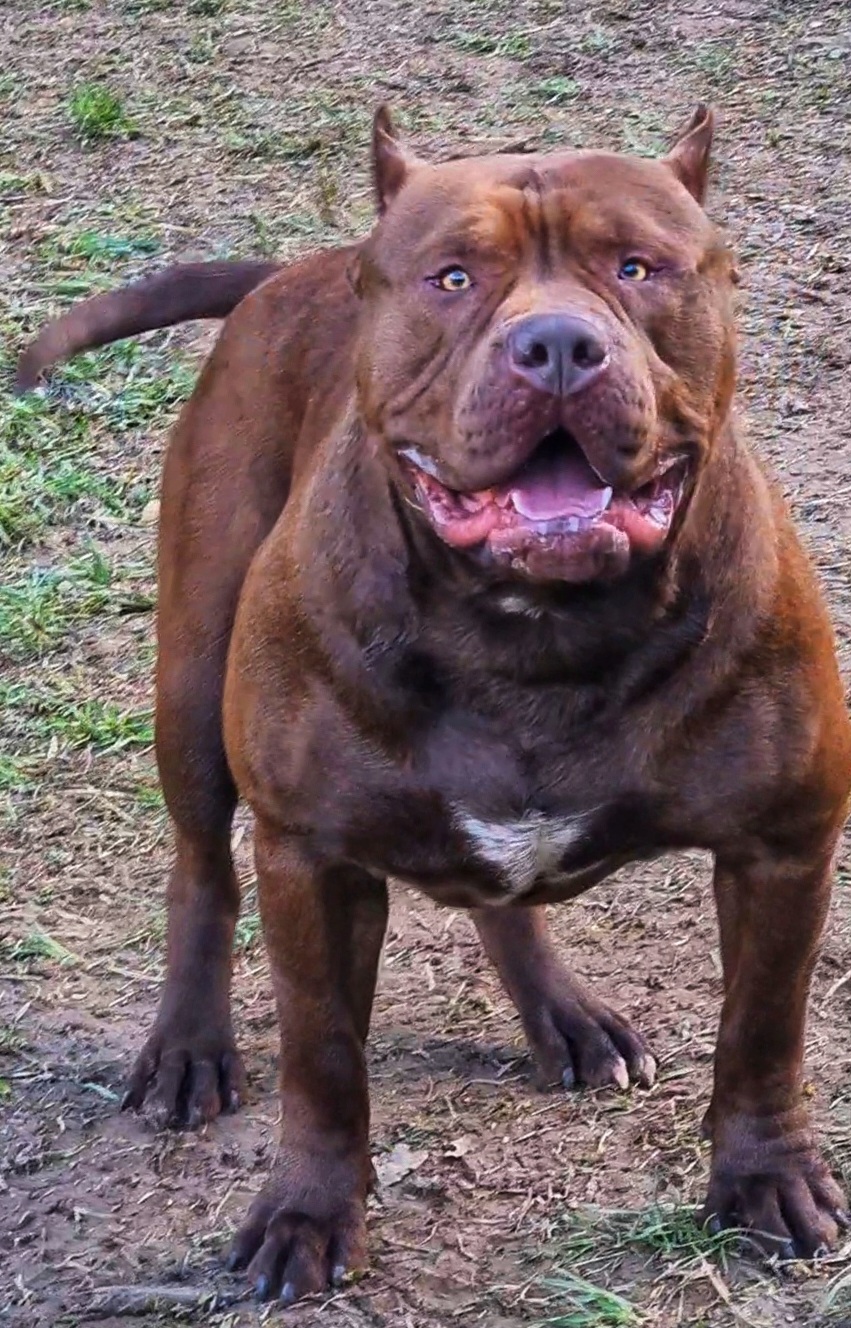 Dog Featured Image