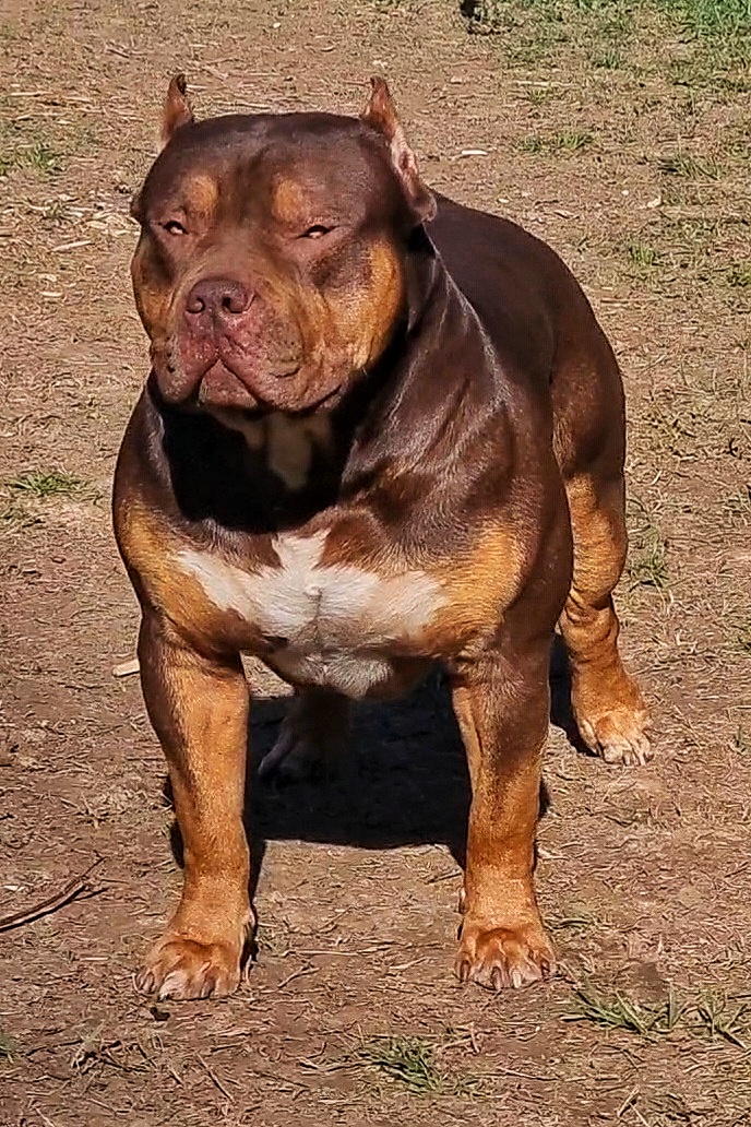 Dog Featured Image