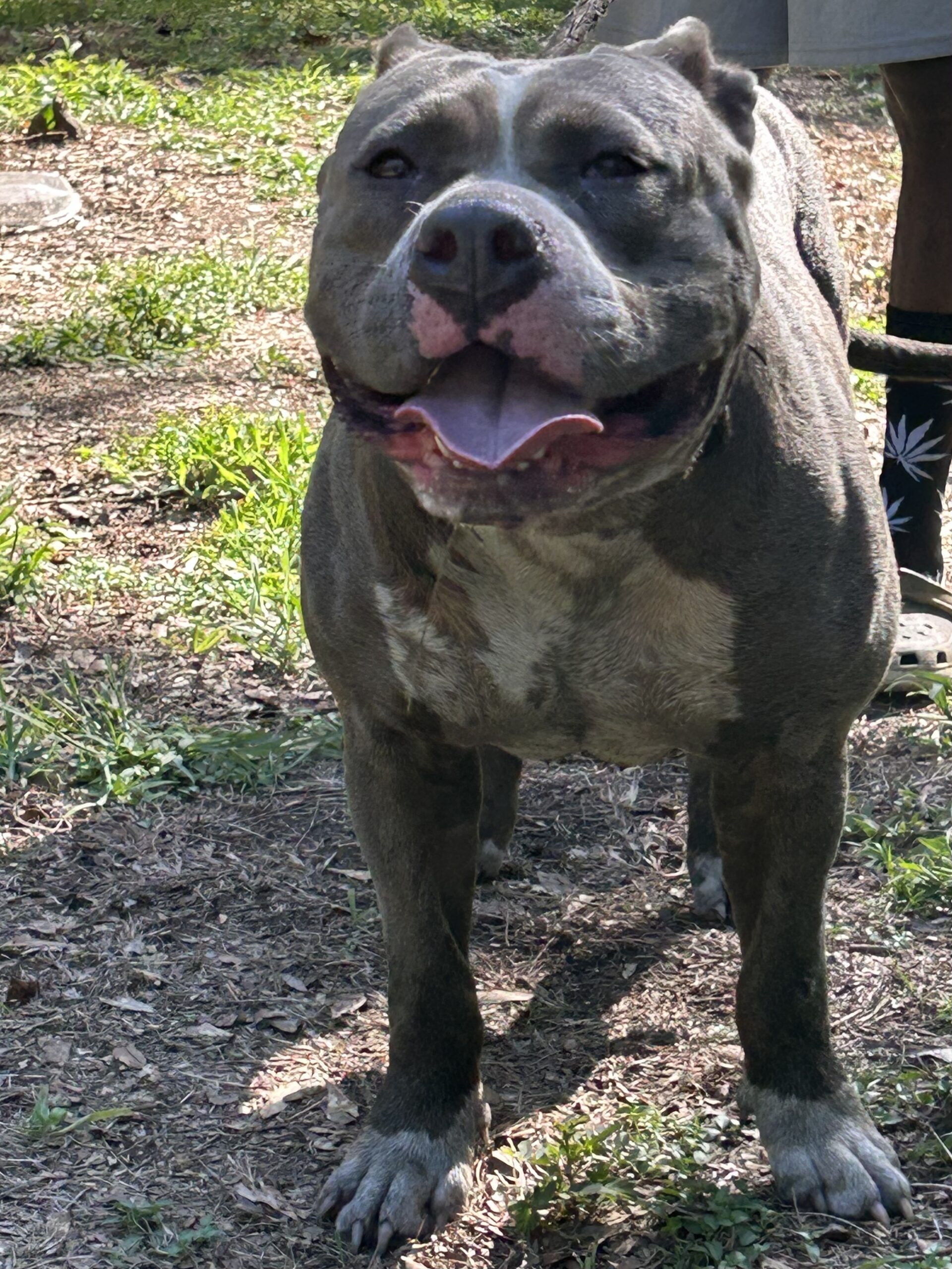Dog Featured Image