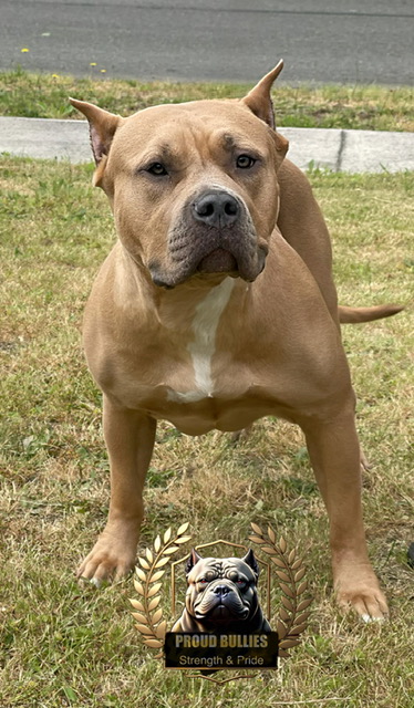 Dog Featured Image