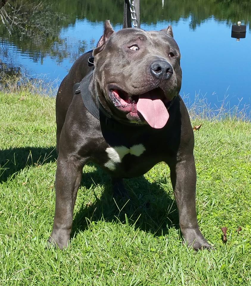 Dog Featured Image