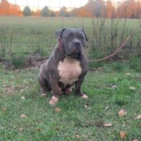 Dog Featured Image