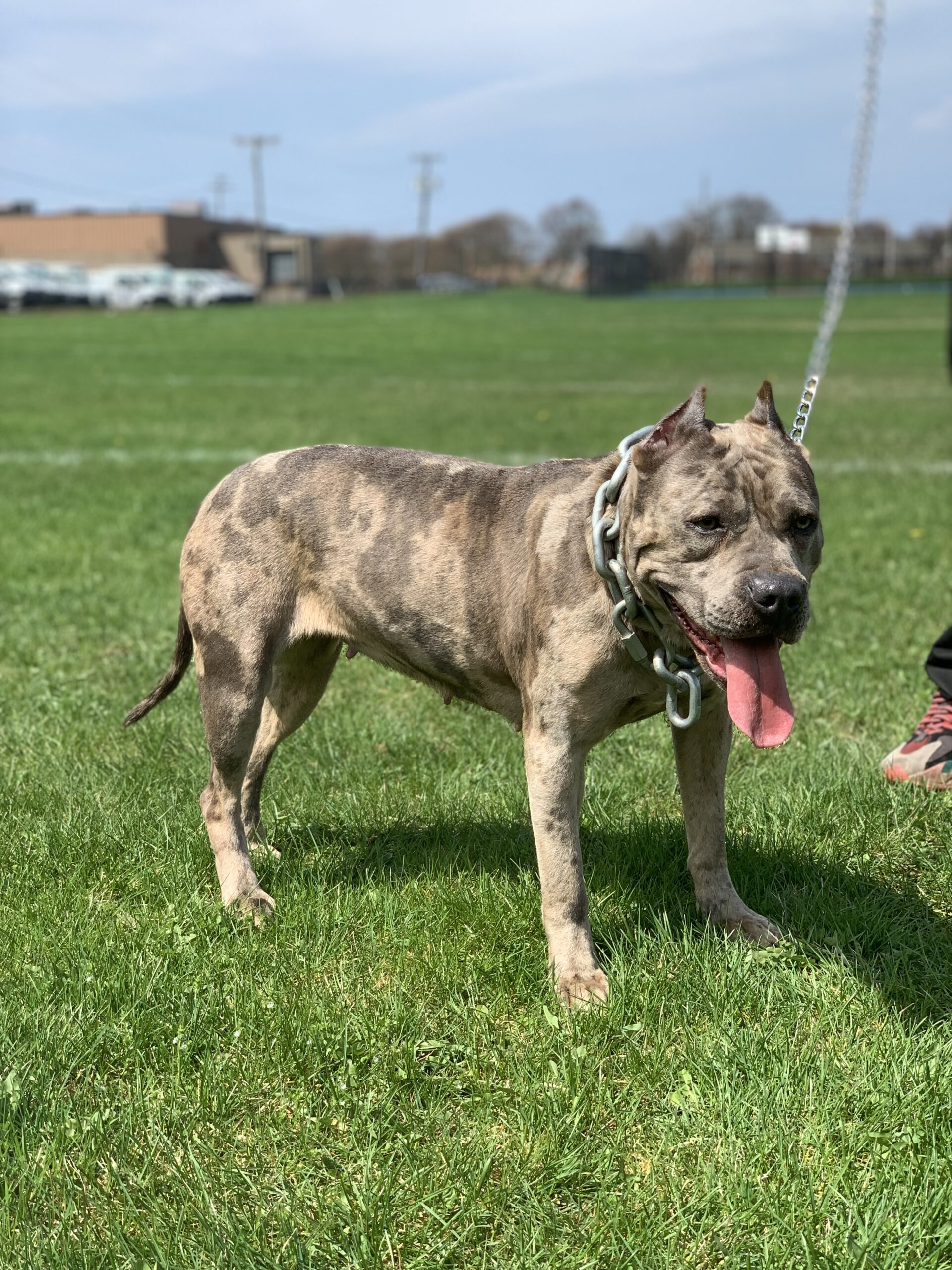 Dog Featured Image