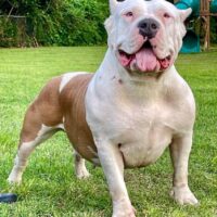 Dog Featured Image