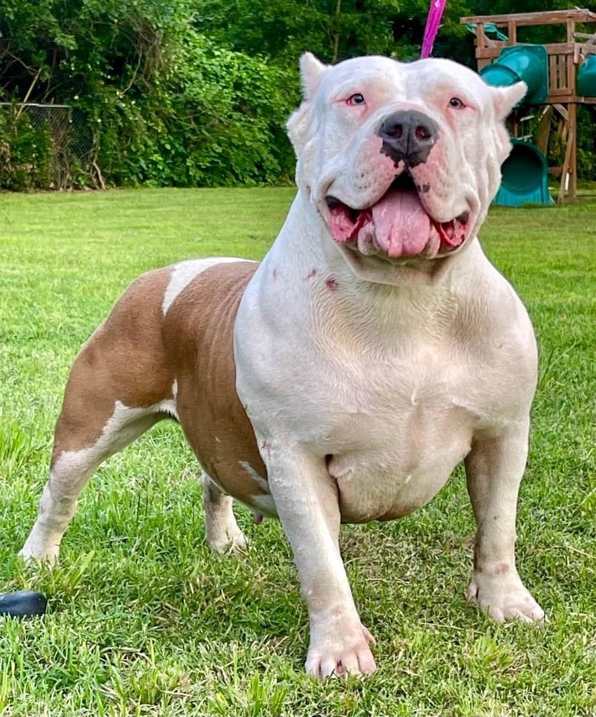 Dog Featured Image