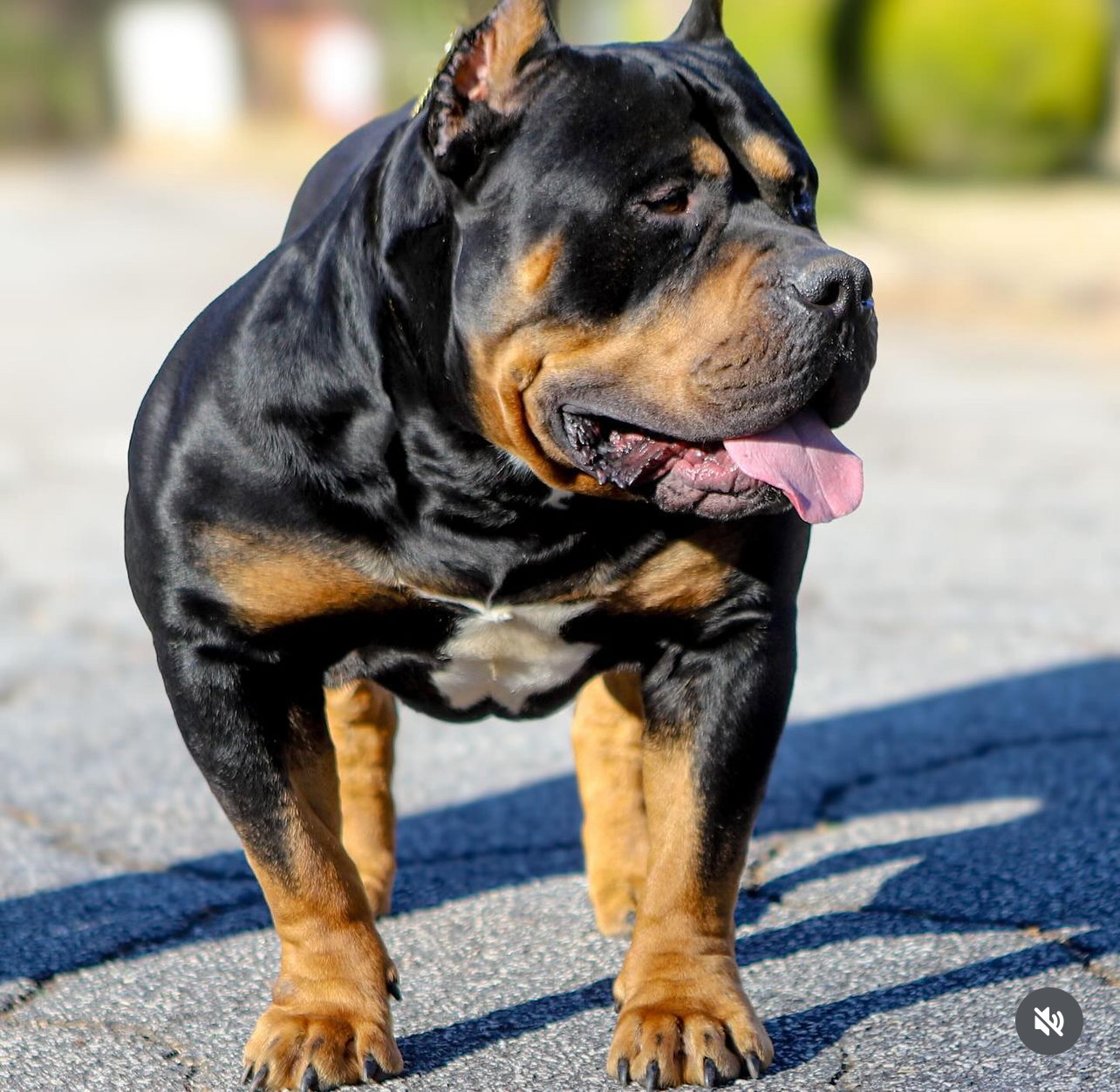 Dog Featured Image