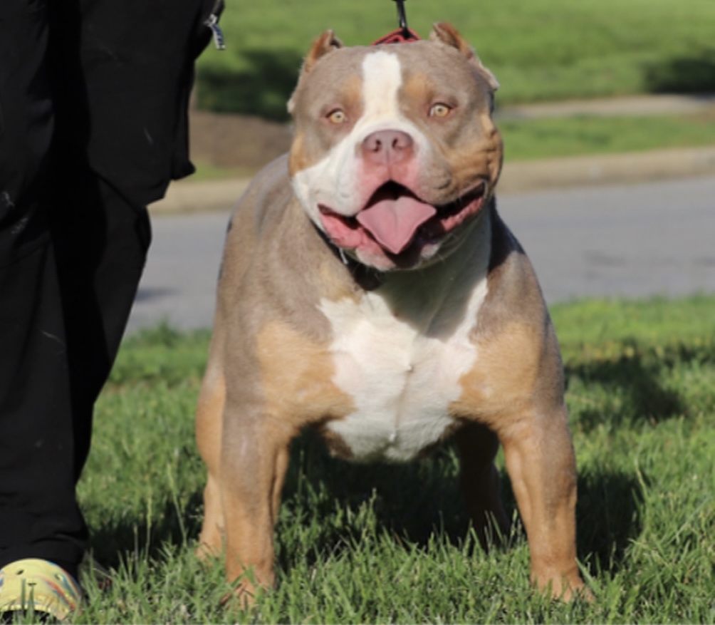 Dog Featured Image