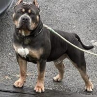 Dog Featured Image