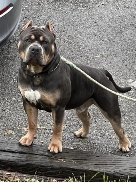 Dog Featured Image