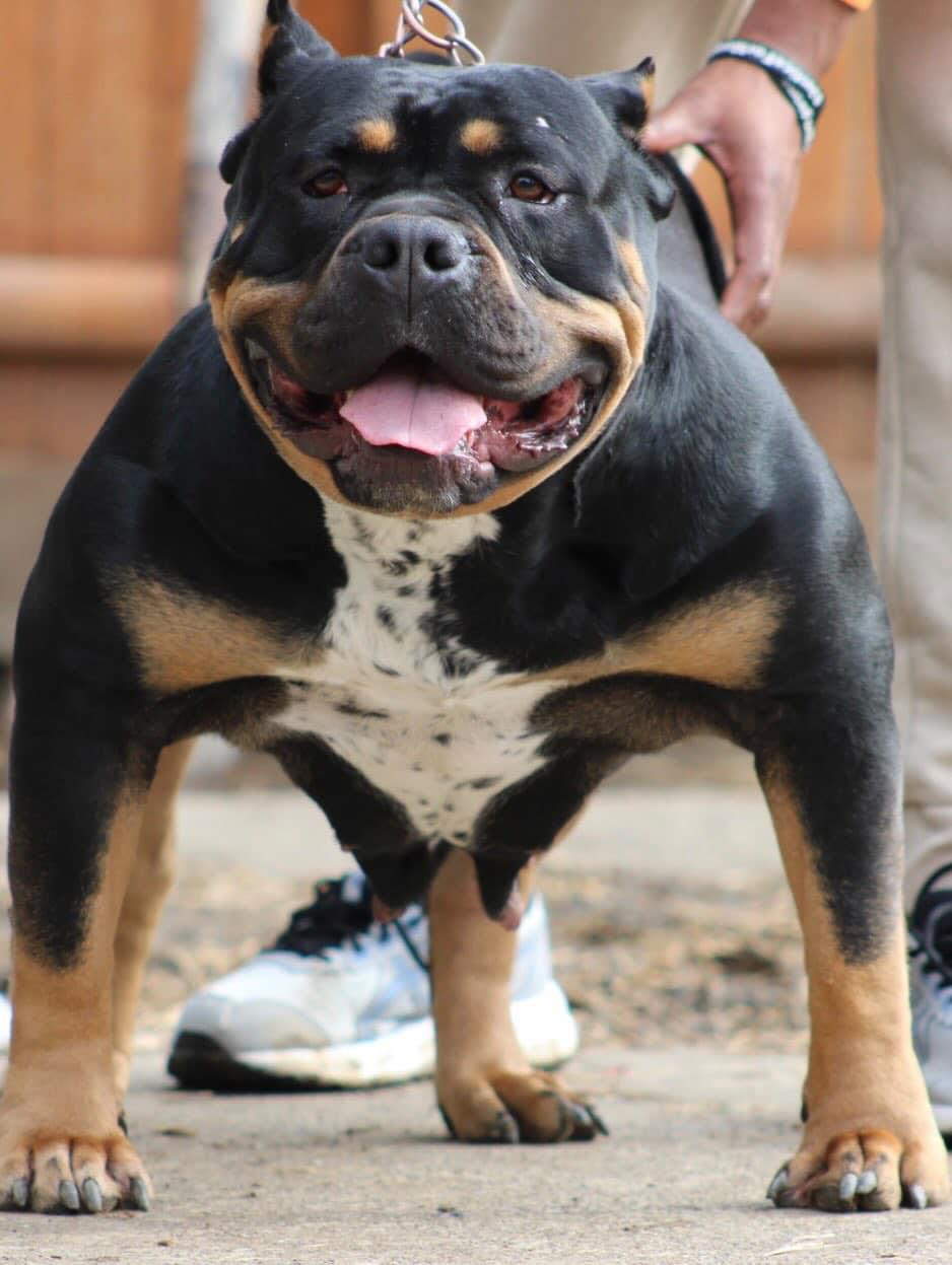 Dog Featured Image