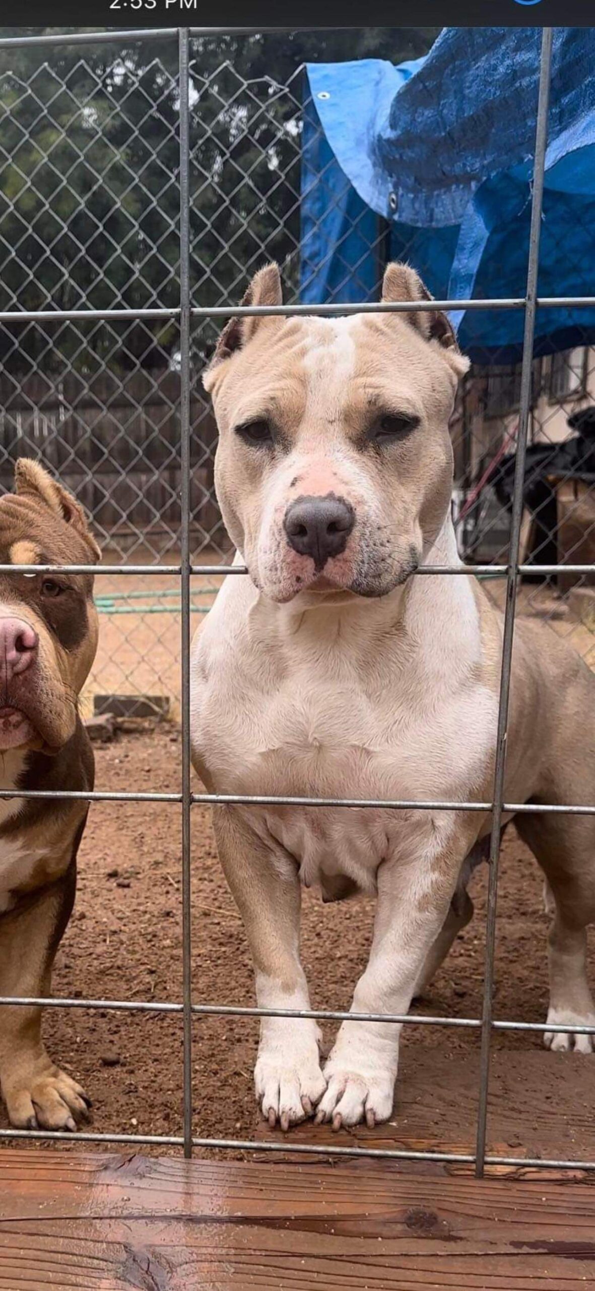 Dog Featured Image