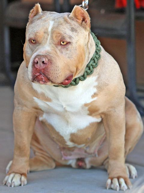 Dog Featured Image