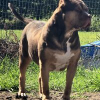Dog Featured Image