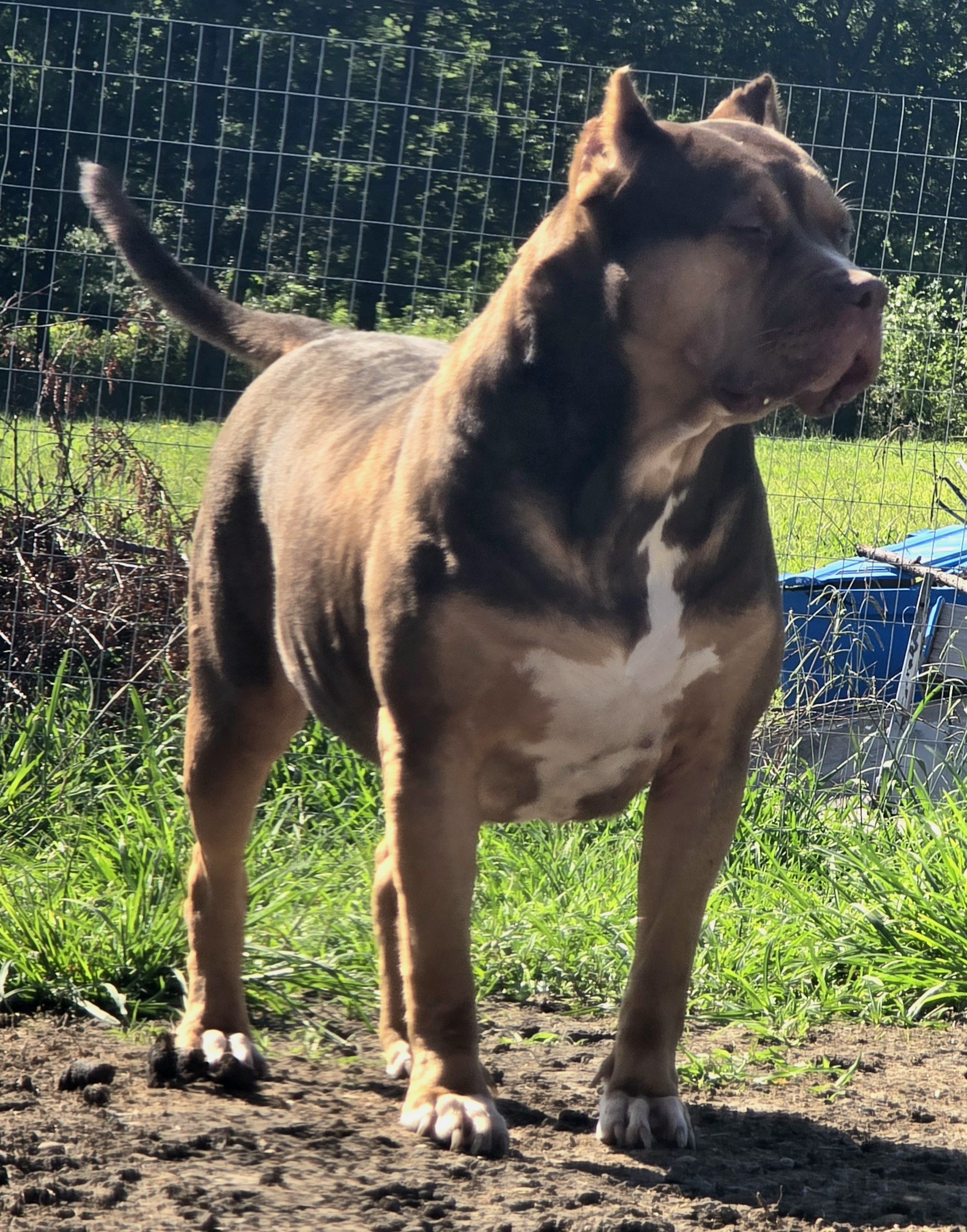 Dog Featured Image