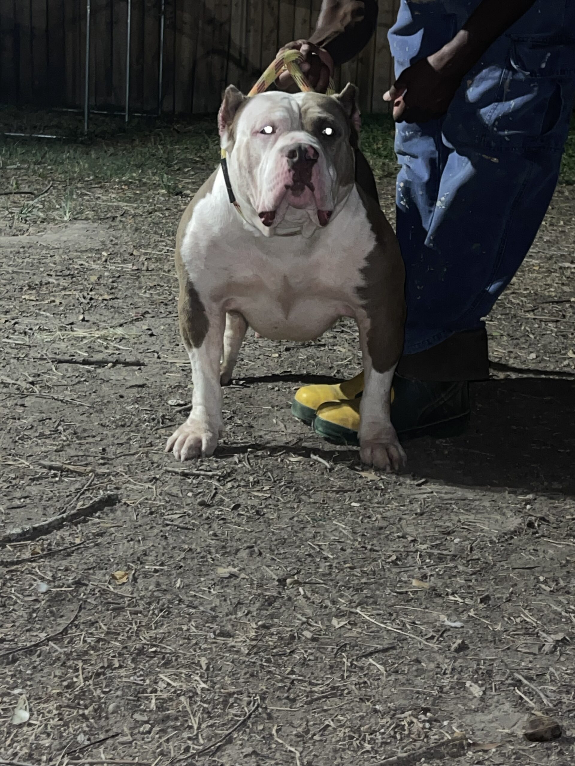 Dog Featured Image