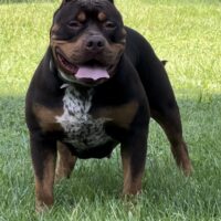 Dog Featured Image
