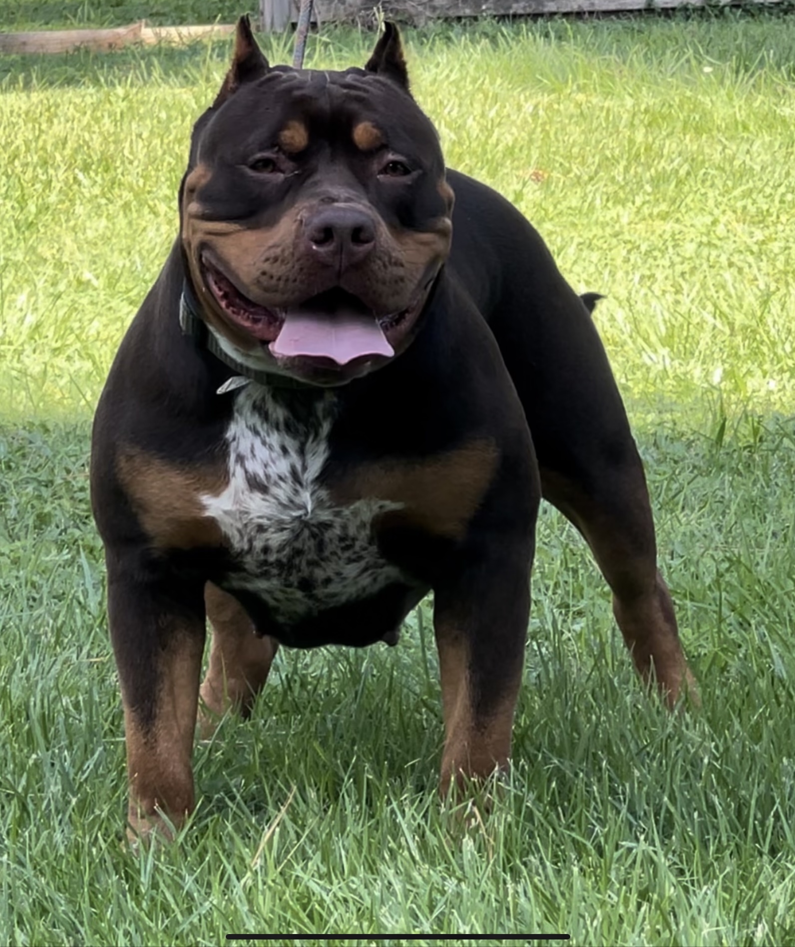 Dog Featured Image