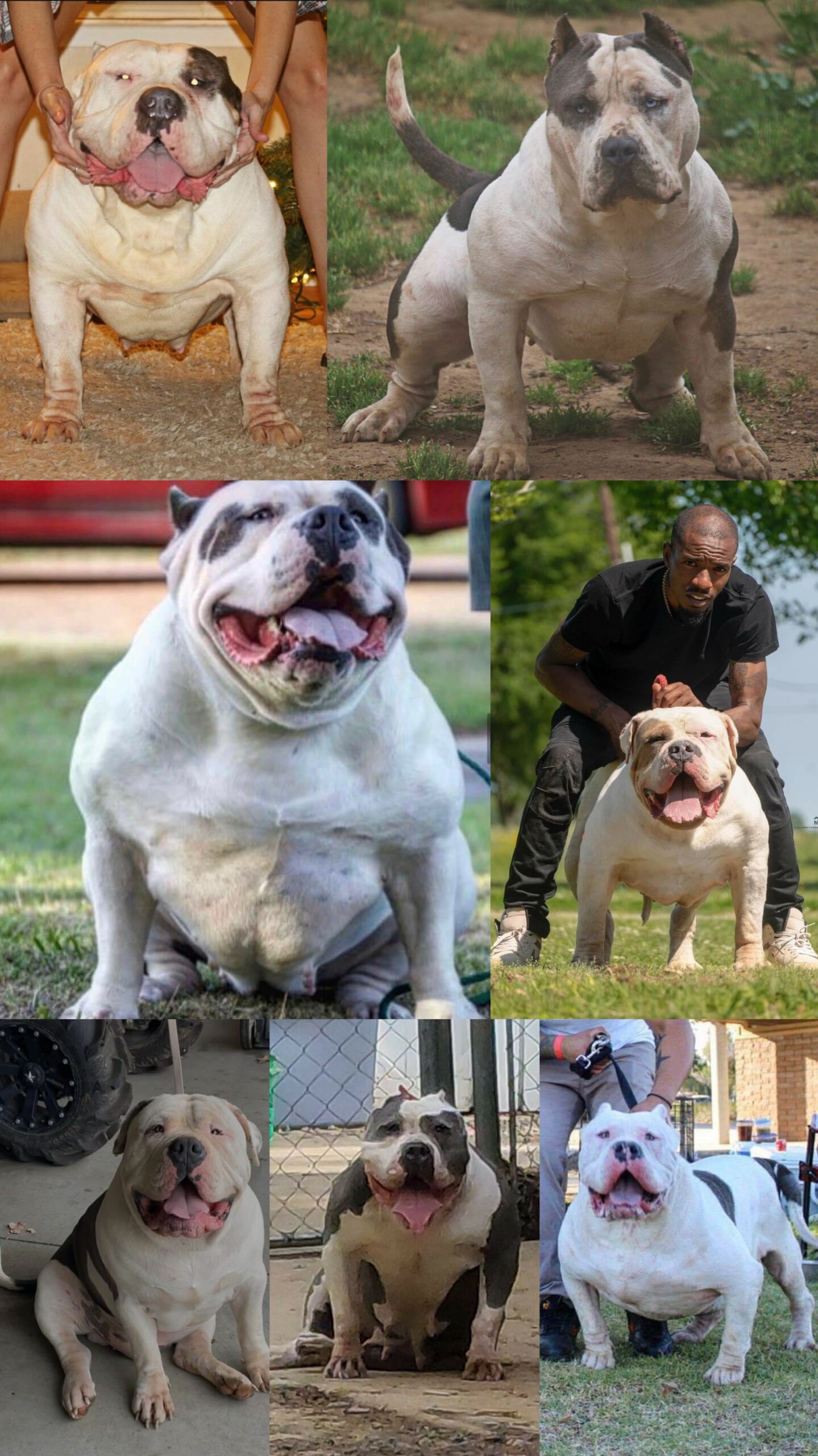 Dog Featured Image