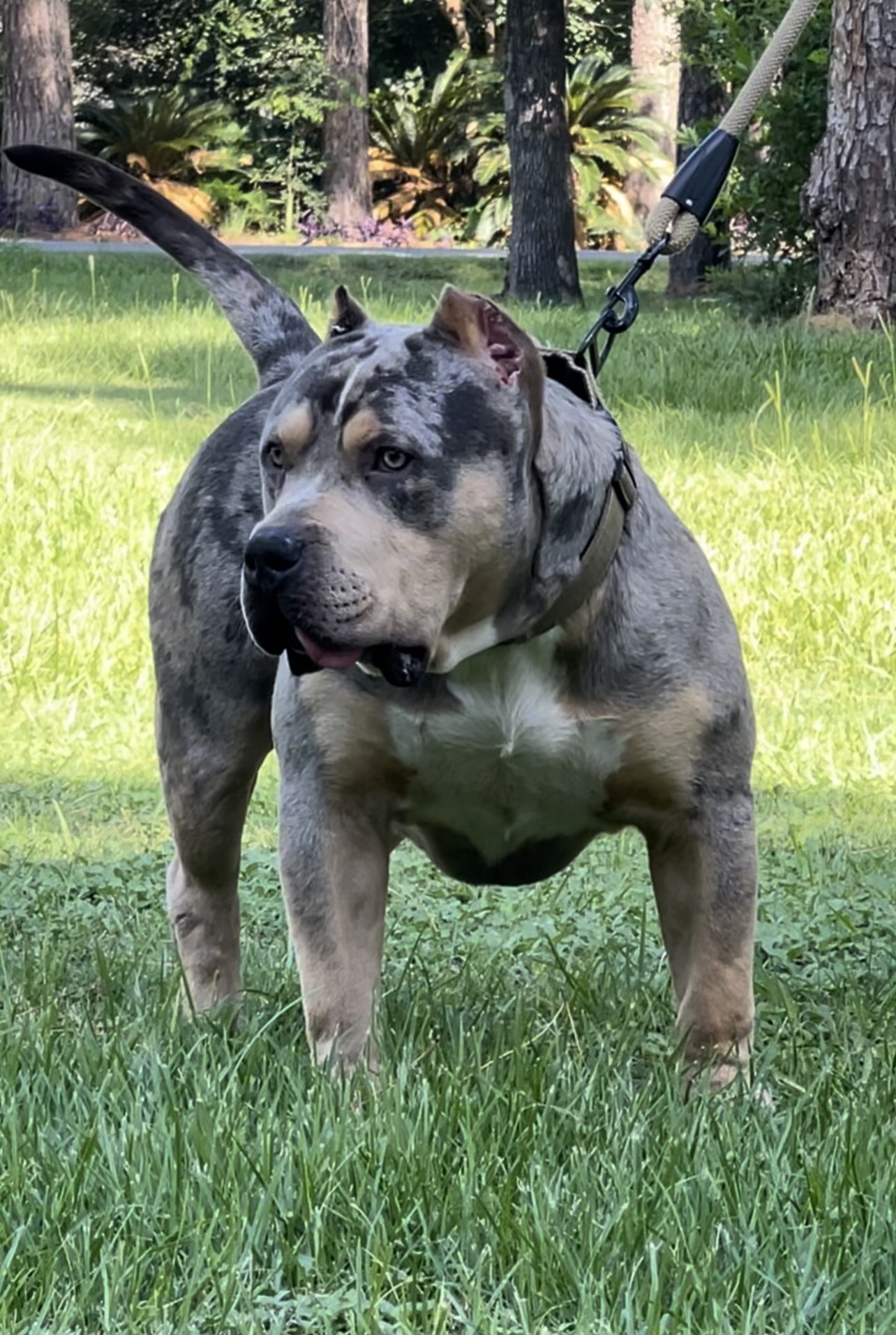 Dog Featured Image