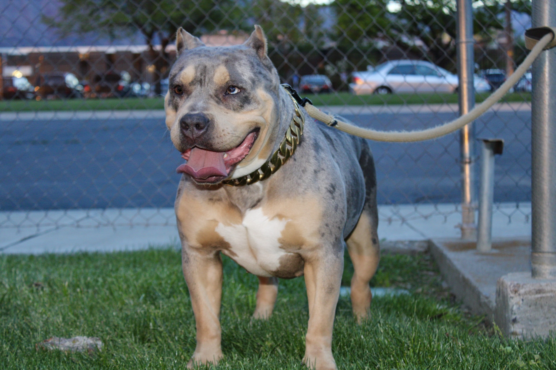 Dog Featured Image