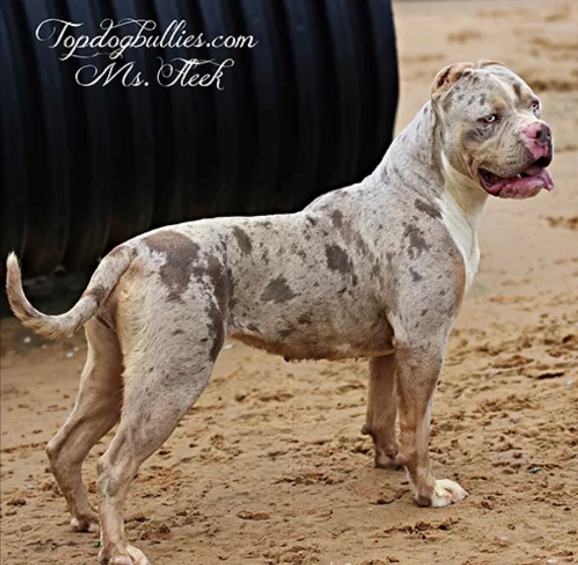 Dog Featured Image