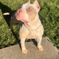 Dog Featured Image