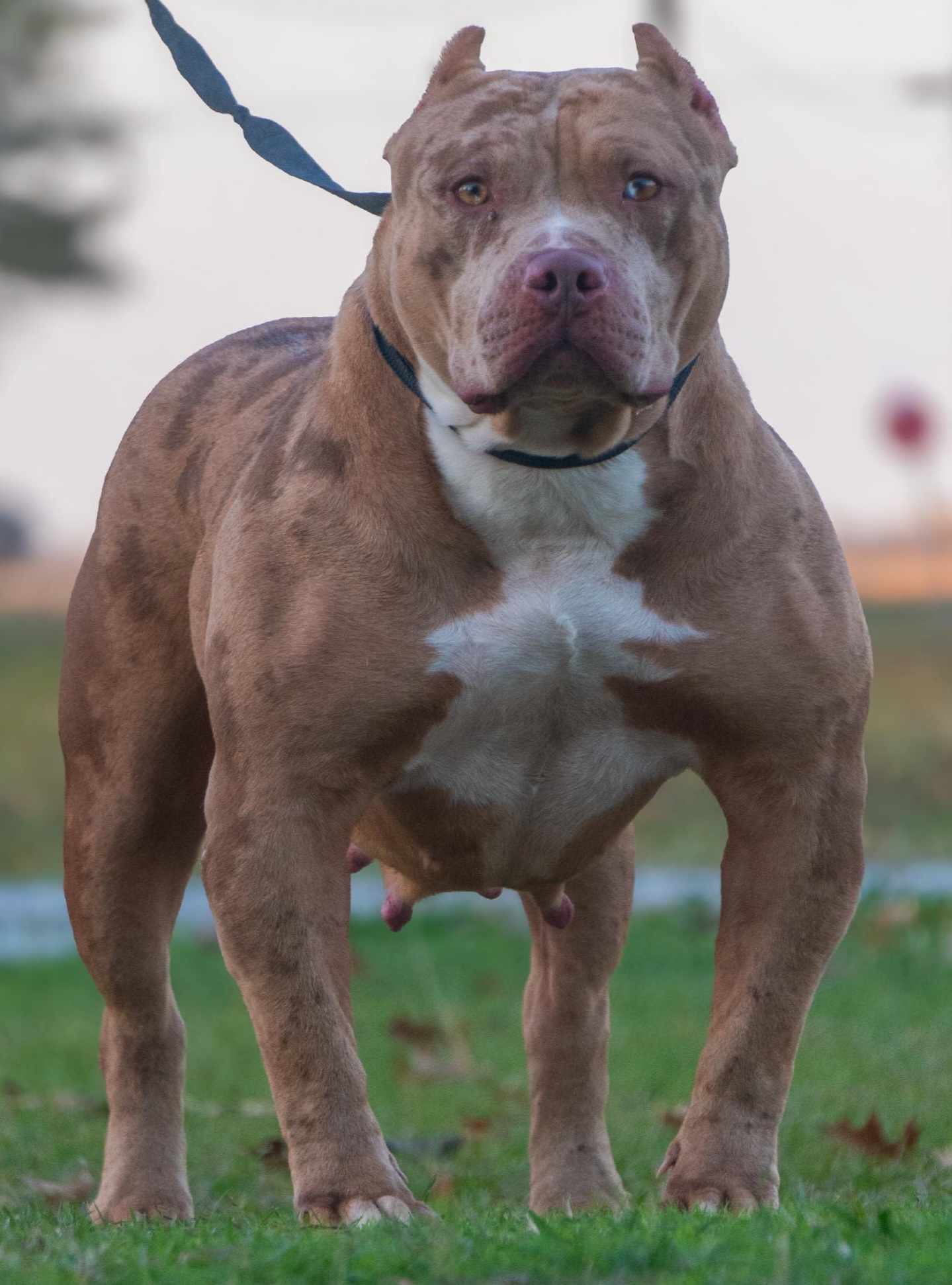 Dog Featured Image