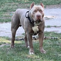 Dog Featured Image