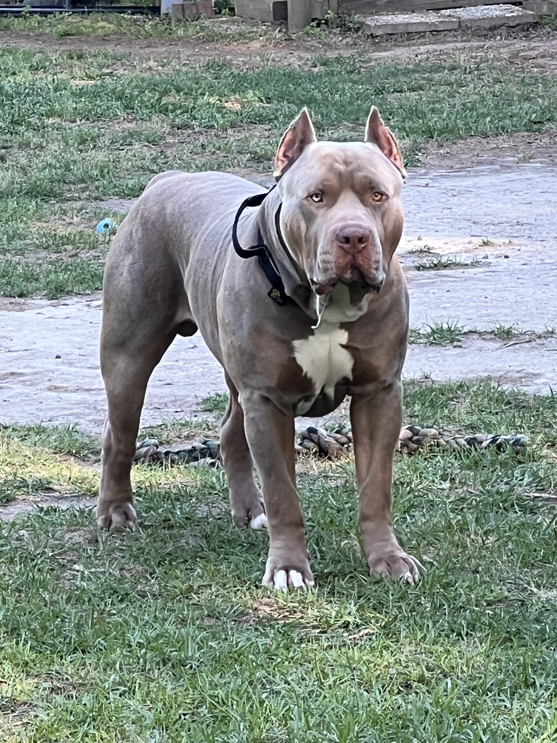 Dog Featured Image