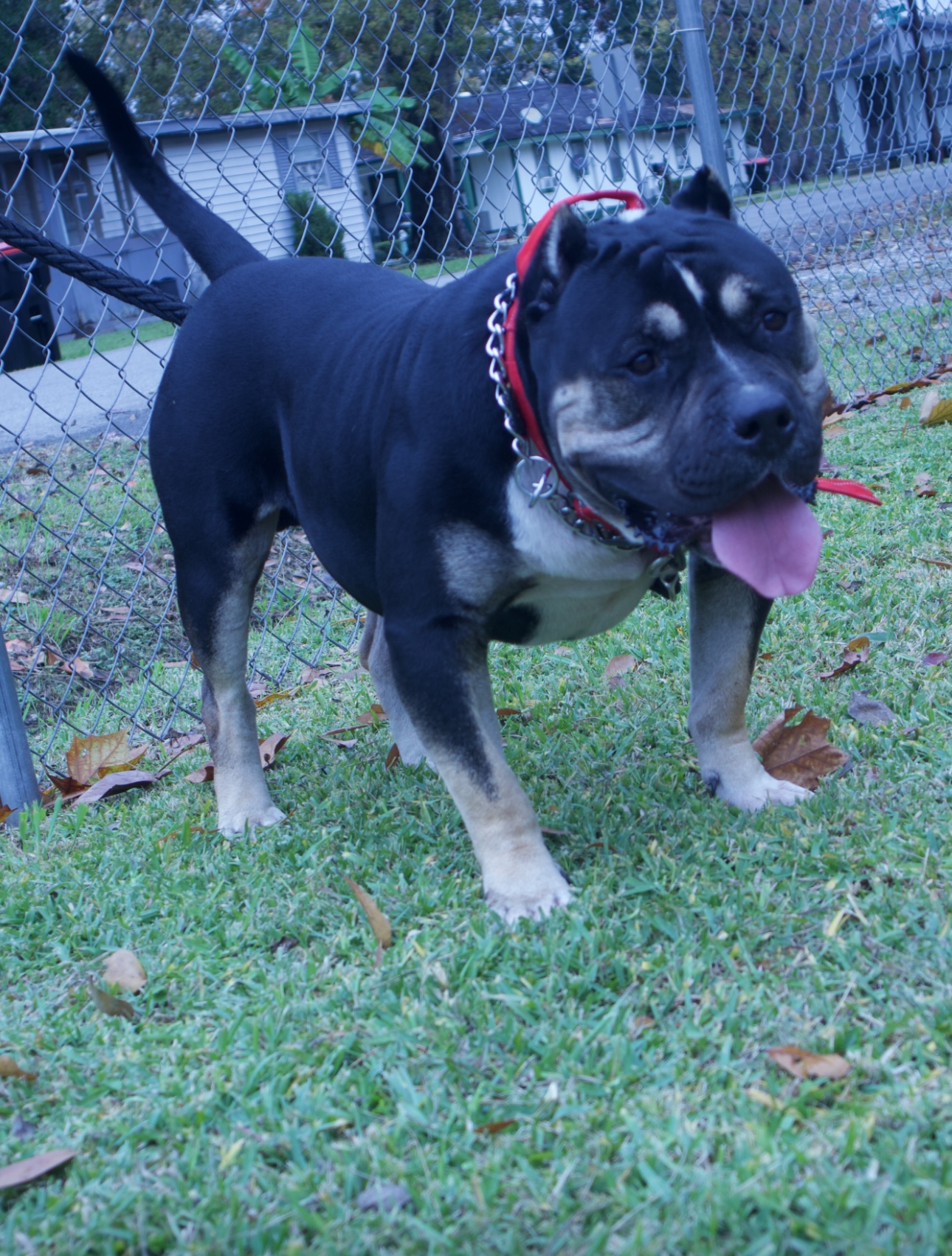 Dog Featured Image