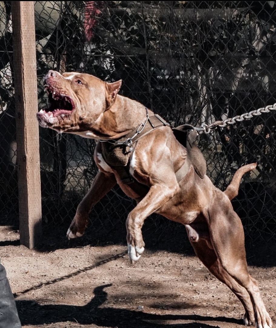 Dog Featured Image