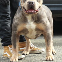 Dog Featured Image