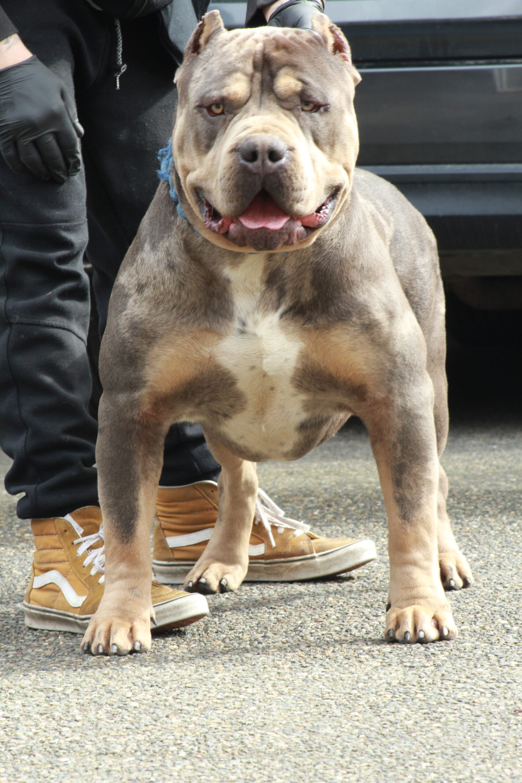 Dog Featured Image