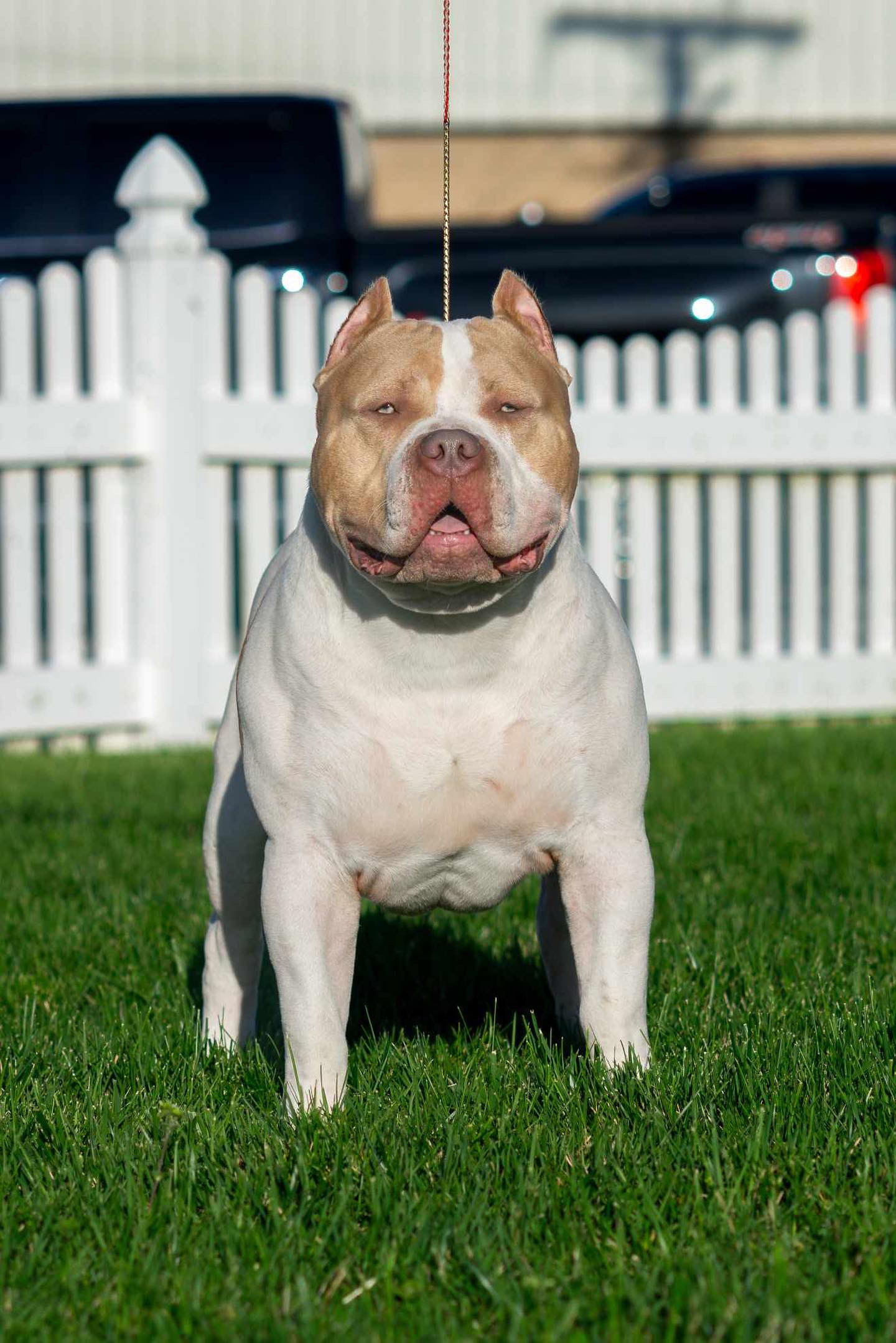 Dog Featured Image