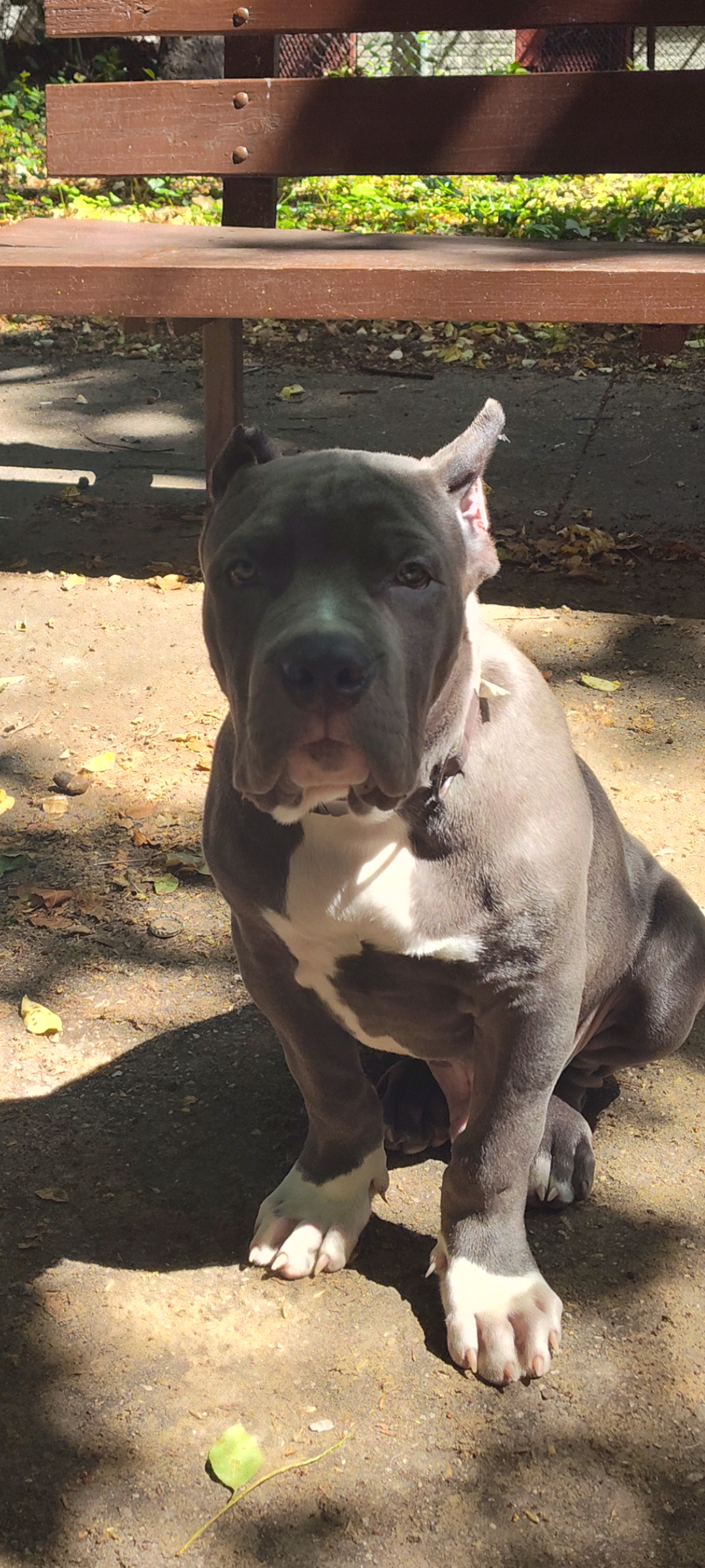 Dog Featured Image